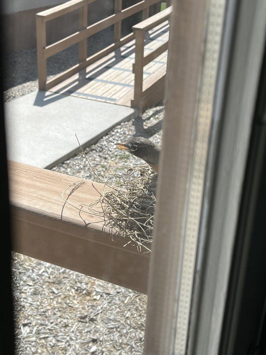 NLonowski's tweet photo. Update: We’ve named our bird Karen. She liked the Kleenexes and winter coat insulation for her nest. Hopefully her egg hatches before the end of the school year! #bhleads https://t.co/0goQ73ARa7