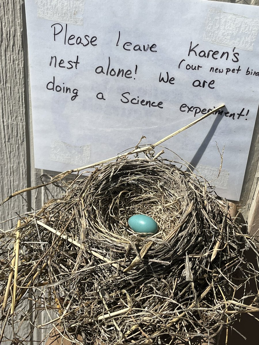 NLonowski's tweet photo. Update: We’ve named our bird Karen. She liked the Kleenexes and winter coat insulation for her nest. Hopefully her egg hatches before the end of the school year! #bhleads https://t.co/0goQ73ARa7