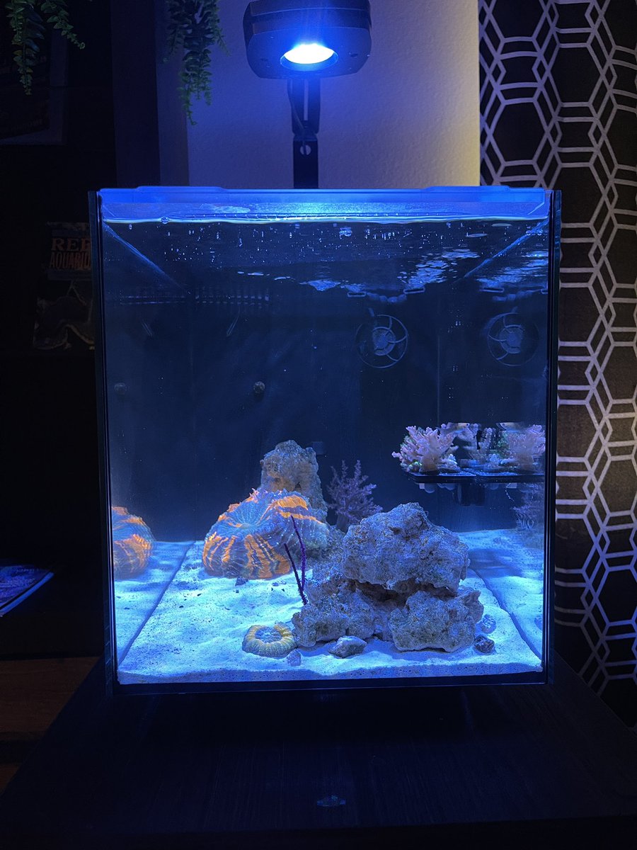 SaltFishTV1's tweet photo. The Evo is looking good 🤩 

#SaltFishTV #JustReef #Nanoreef #Nanotank #coral #fluvalevo #evo #nanoreeftank #reeftank #reef #aquarium #aquariums #fishtank #fishtanks https://t.co/Yuf5JC6reV