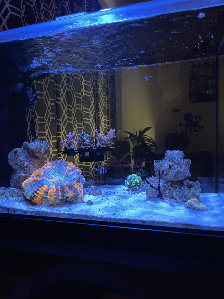 SaltFishTV1's tweet photo. The Evo is looking good 🤩 

#SaltFishTV #JustReef #Nanoreef #Nanotank #coral #fluvalevo #evo #nanoreeftank #reeftank #reef #aquarium #aquariums #fishtank #fishtanks https://t.co/Yuf5JC6reV