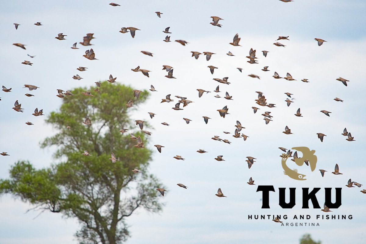 tukulodge's tweet photo. Unparalleled dove hunting quantity and quality: come add some @TukuLodge to your hunting recipe 

ARG🇦🇷's best-kept bird hunting secret

#premiumdovehunting #premiumdoveshooting
#premiumpigeonhunting #premiumpigeonshooting

@DetailCompany 
@DSCNEWSCENTER 

@TukuLodge
Salta, ARG🇦🇷 https://t.co/8td2maClyU