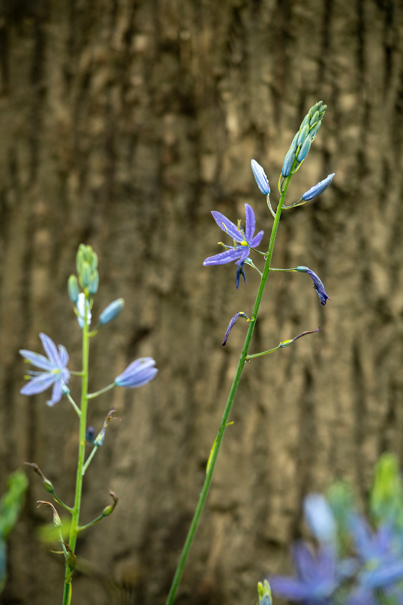 LinfieldUniv's tweet photo. The Camas Festival, celebrating the use of camas lilies in the traditional foodways of the Confederated Tribes of the Grand Ronde was held Friday. The public event included informational booths &amp; tours of the camas growth in the Cozine Creek area. @CTGRgov https://t.co/zmg87C1nHT https://t.co/ZUdI1PgZ6E
