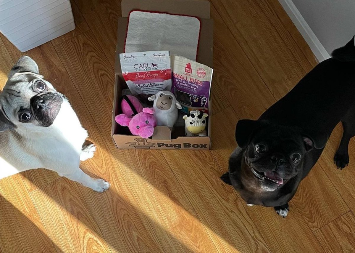 PugBoxes's tweet photo. #PugBox before and after shots from the adorable Oscar and Porkchop! Okay, so Porkchop has a pretty good poker face 😂, but Oscar is definitely having a happy #Pug Box Day! 🎉

#puglife #pugsoftwitter #pugs https://t.co/c6TCv6kB31