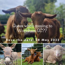 Save the date! The wonderful @MillCottageFarm is coming to Worldham GC on Saturday the 28th of May! More info to follow ⛳️🐐⛳️