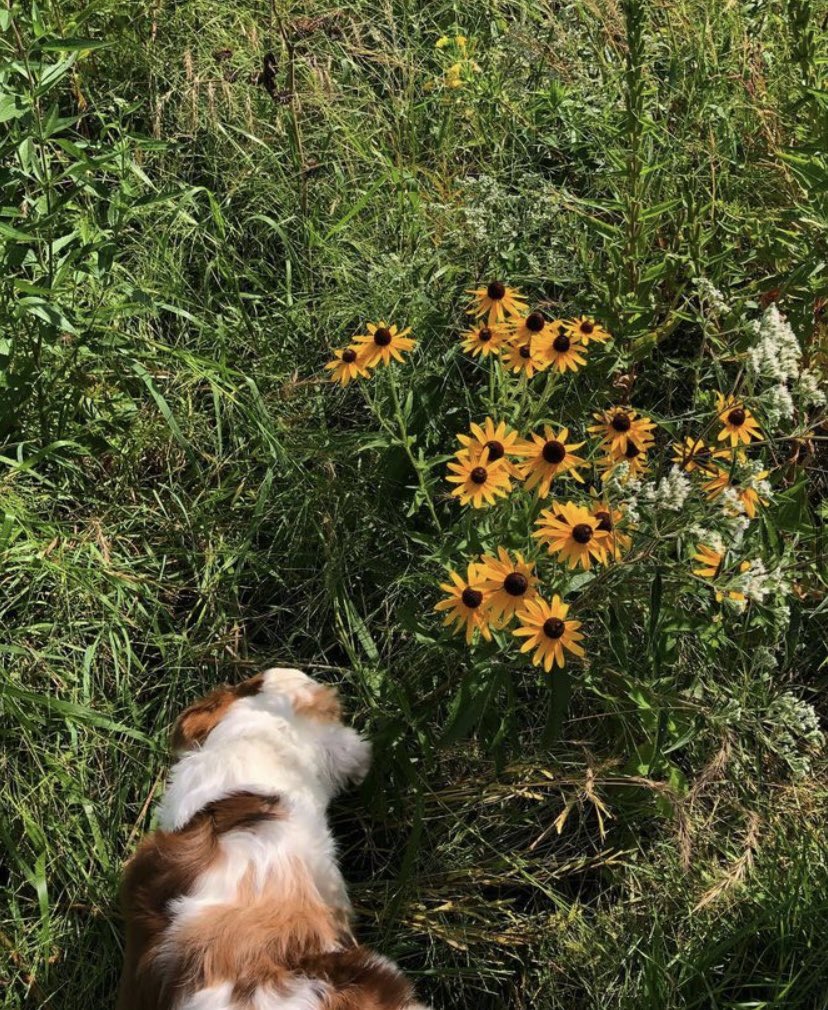 Botanical_Gal's tweet photo. @Christine_Clue She comes foraging with me and *insists* on which flowers I pick 😂 https://t.co/Tw6ebpzkNN