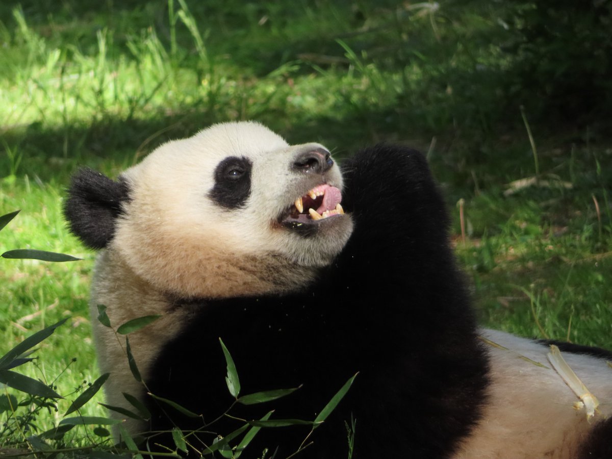 PookieDigi4Ever's tweet photo. Happy #TongueOutTuesday! π #PandaStory #toofers @pinkypanda0823 @houseofcubs @DodgerAmes @CharmCityPanda @kathybowler @sweetg12651 @bluestone356 @taylorcava @LoveofPandas1 @BeccaInBalt @meganh44 @erintophat2 @jeanniemouse1 https://t.co/ScBQGx1rqM