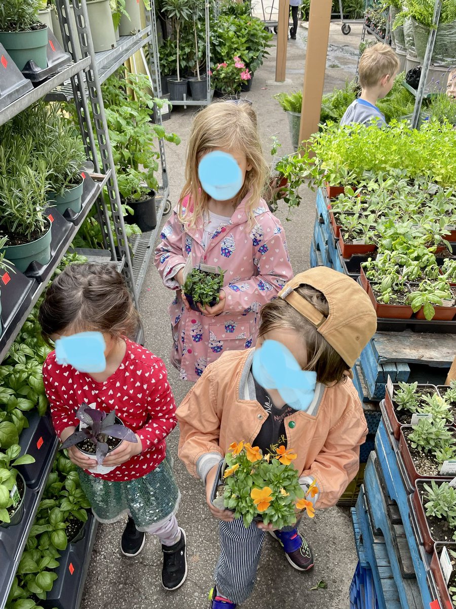 Rm 107 went shopping in our community today! We’ve been researching plants to grow in our garden and today we went and bought some on our list! Ss were amazed at the choices and how the store waters all of their plants. #kindergarten #tdsb #inquirybased @Sprucecourt