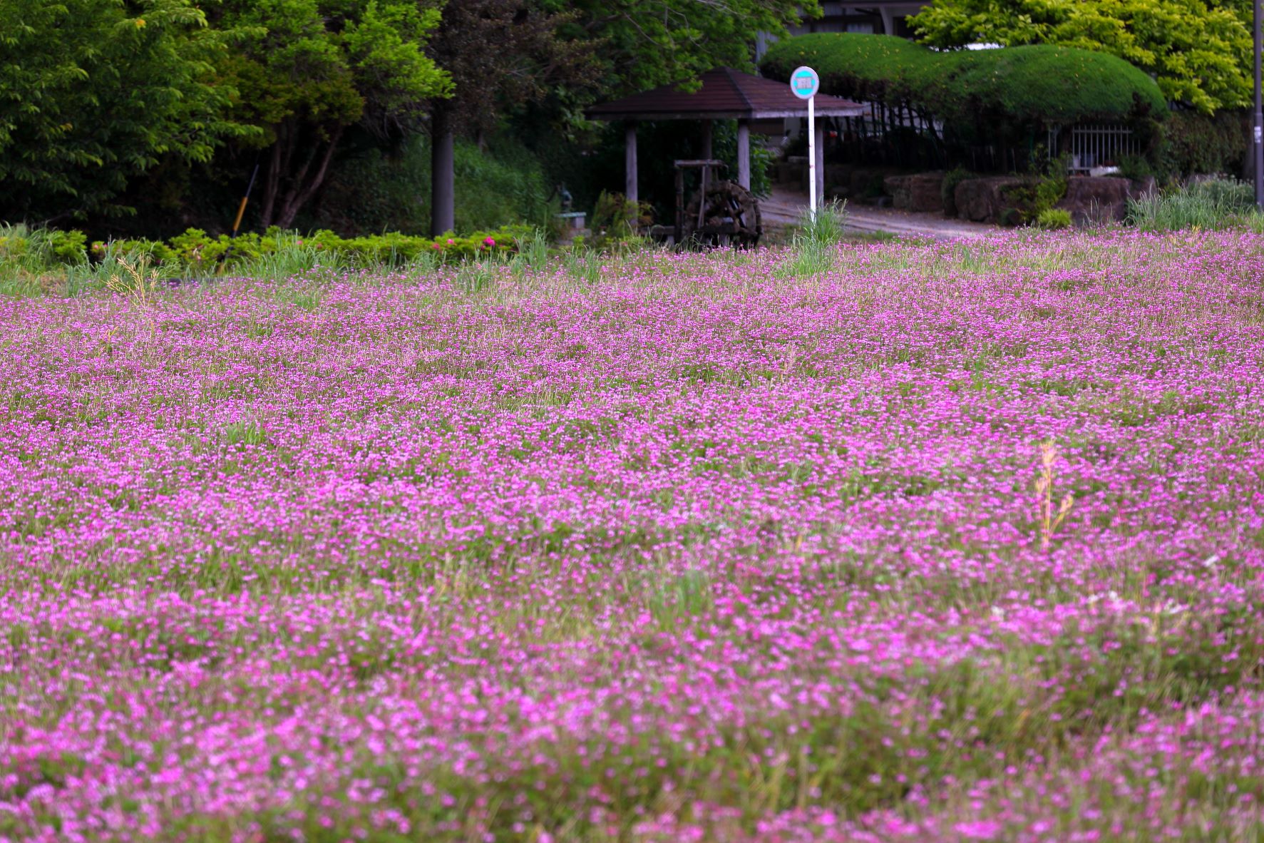 レンゲ Twitter Search Twitter