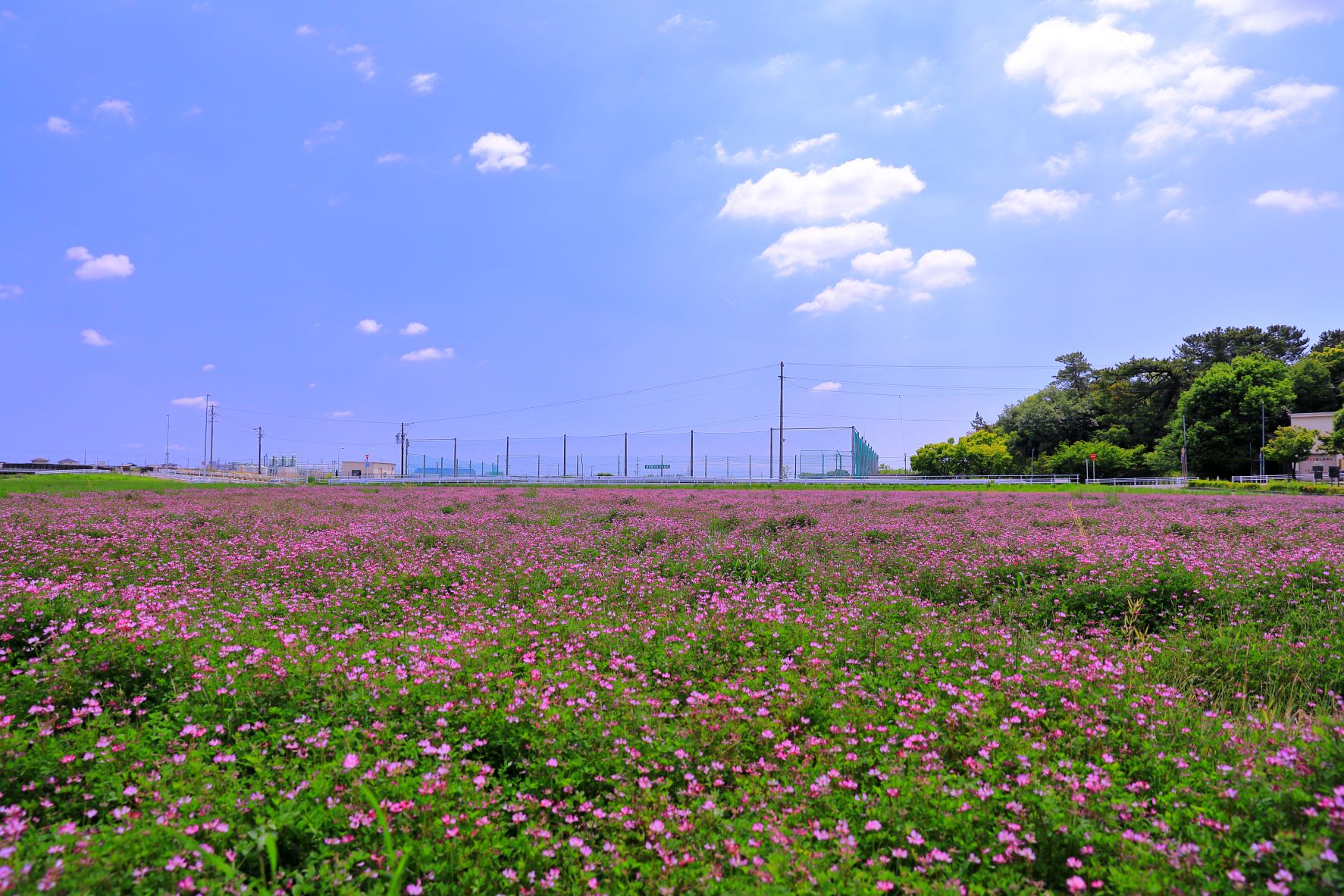 レンゲ Twitter Search Twitter