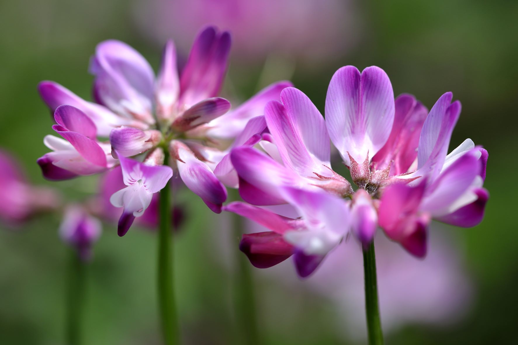 レンゲ Twitter Search Twitter