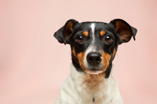 LaSierraSW's tweet photo. Per ASPCA, each year, approximately 920,000 shelter animals are euthanized (390,000 dogs and 530,000 cats). Call 1-800-248 SPAY to find low-cost services near you.  https://t.co/m27x9hcNwa #spayandneuter #prevent 

Post created by social policy student Theresa Han-Sebti https://t.co/4098grmsUC