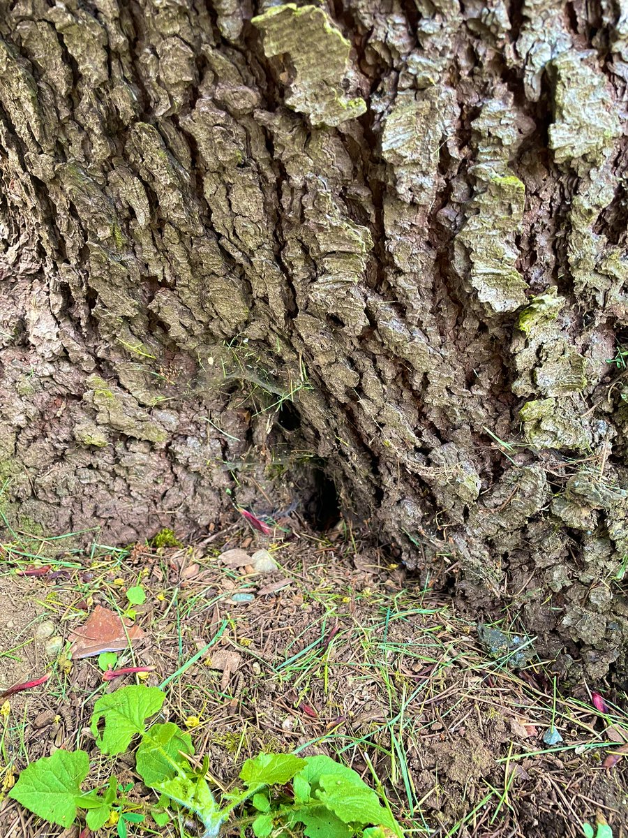 MsAlbertisClass's tweet image. Day 9: #walkingcurriculum challenge: Hiding places walk - can you find the perfect hiding spot for a mouse? A squirrel? A raccoon?
