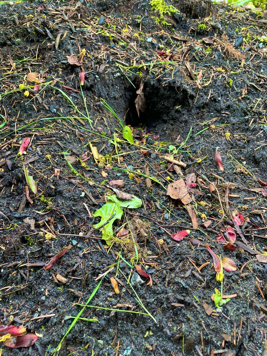 MsAlbertisClass's tweet image. Day 9: #walkingcurriculum challenge: Hiding places walk - can you find the perfect hiding spot for a mouse? A squirrel? A raccoon?