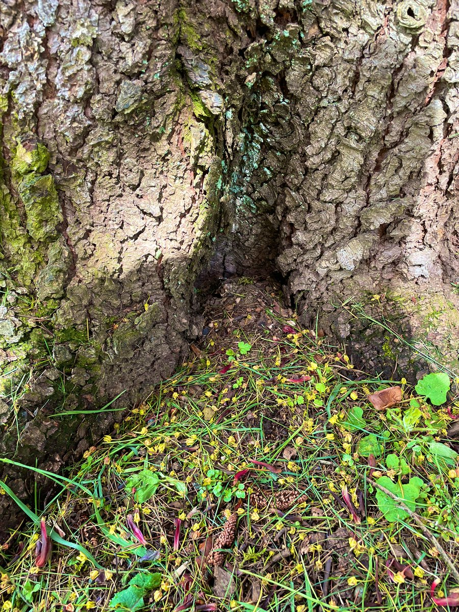 MsAlbertisClass's tweet image. Day 9: #walkingcurriculum challenge: Hiding places walk - can you find the perfect hiding spot for a mouse? A squirrel? A raccoon?