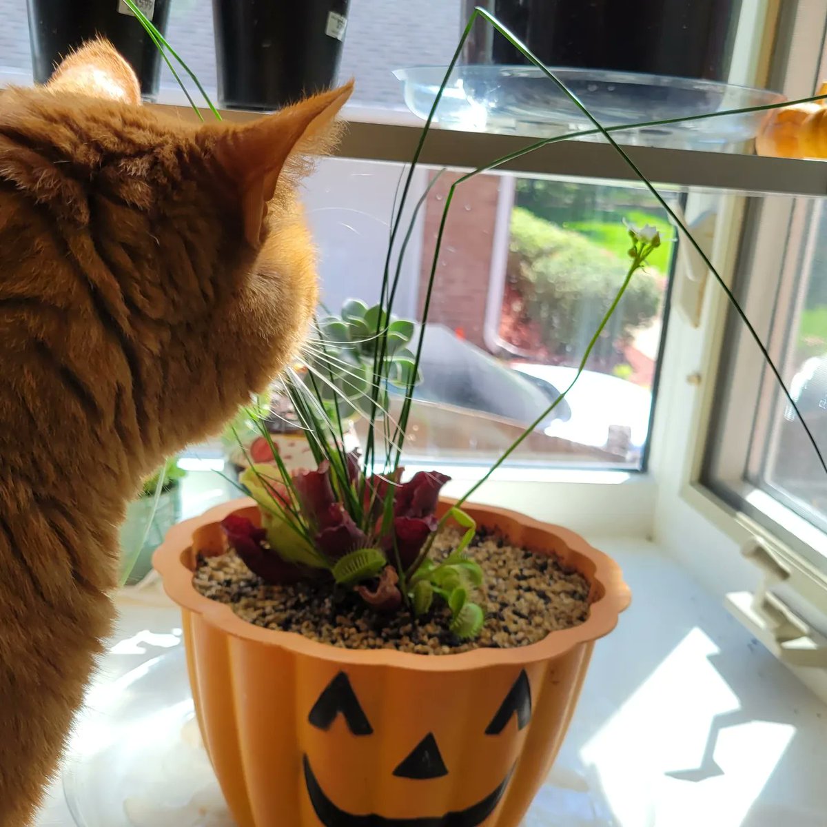 ClayAstroman's tweet photo. Remember that dormant Venus flytrap and pitcher plant mix we planted nearly a year ago? It just popped its first flower! You've come a long way, baby ππ±π
#spooky #spookybasement #horror #halloween #venusflytrap #pitcherplant #samcula #isitoctoberyet #halloweencountdown https://t.co/hSEcydIpJV
