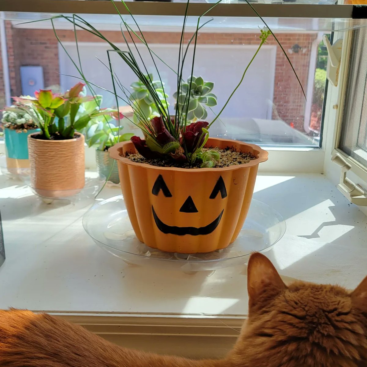 ClayAstroman's tweet photo. Remember that dormant Venus flytrap and pitcher plant mix we planted nearly a year ago? It just popped its first flower! You've come a long way, baby ππ±π
#spooky #spookybasement #horror #halloween #venusflytrap #pitcherplant #samcula #isitoctoberyet #halloweencountdown https://t.co/hSEcydIpJV