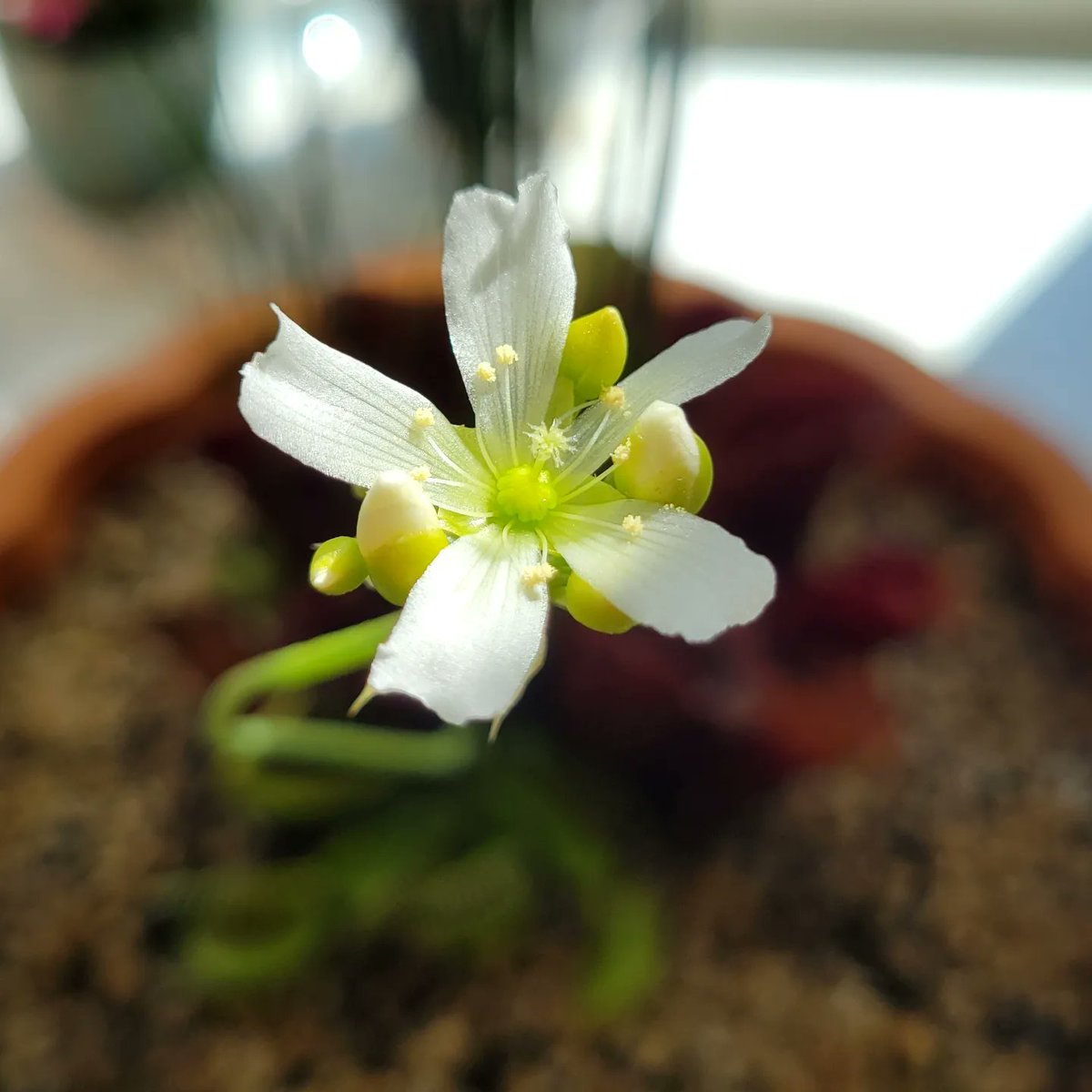ClayAstroman's tweet photo. Remember that dormant Venus flytrap and pitcher plant mix we planted nearly a year ago? It just popped its first flower! You've come a long way, baby ππ±π
#spooky #spookybasement #horror #halloween #venusflytrap #pitcherplant #samcula #isitoctoberyet #halloweencountdown https://t.co/hSEcydIpJV