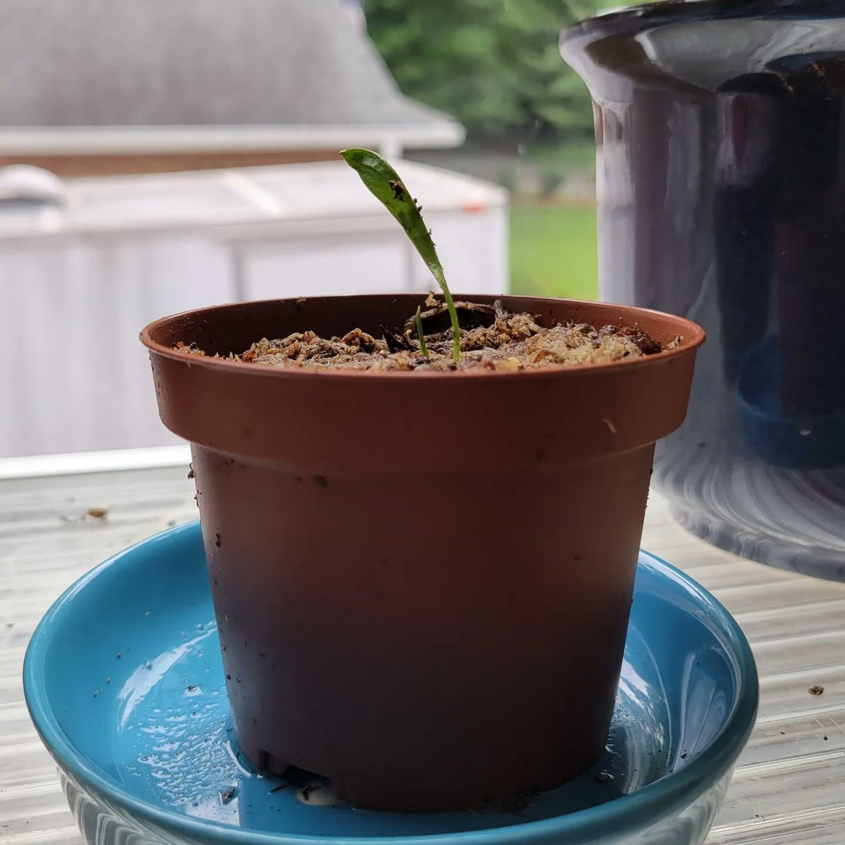 ClayAstroman's tweet photo. Remember that dormant Venus flytrap and pitcher plant mix we planted nearly a year ago? It just popped its first flower! You've come a long way, baby ππ±π
#spooky #spookybasement #horror #halloween #venusflytrap #pitcherplant #samcula #isitoctoberyet #halloweencountdown https://t.co/hSEcydIpJV