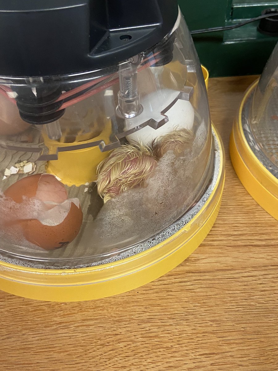 LibraryEmerick's tweet photo. We had some new friends join us today! 8 out of our 14 eggs in the library have already hatched! Others in the school have hatched also! So excited to see what tomorrow brings! ❤️🐣 @HaddockDawn @AllderAllStars @emerickelem1967 https://t.co/fl8vRBrn3l
