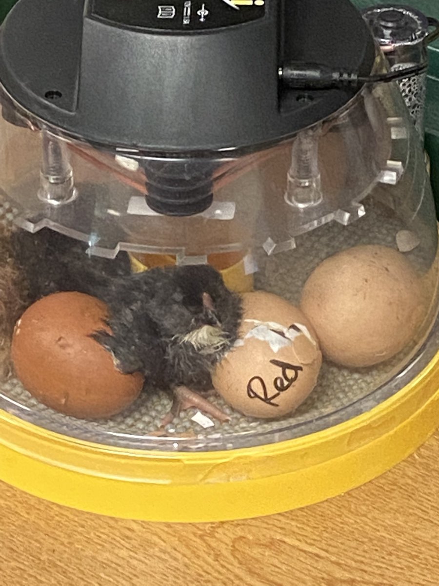 LibraryEmerick's tweet photo. We had some new friends join us today! 8 out of our 14 eggs in the library have already hatched! Others in the school have hatched also! So excited to see what tomorrow brings! ❤️🐣 @HaddockDawn @AllderAllStars @emerickelem1967 https://t.co/fl8vRBrn3l