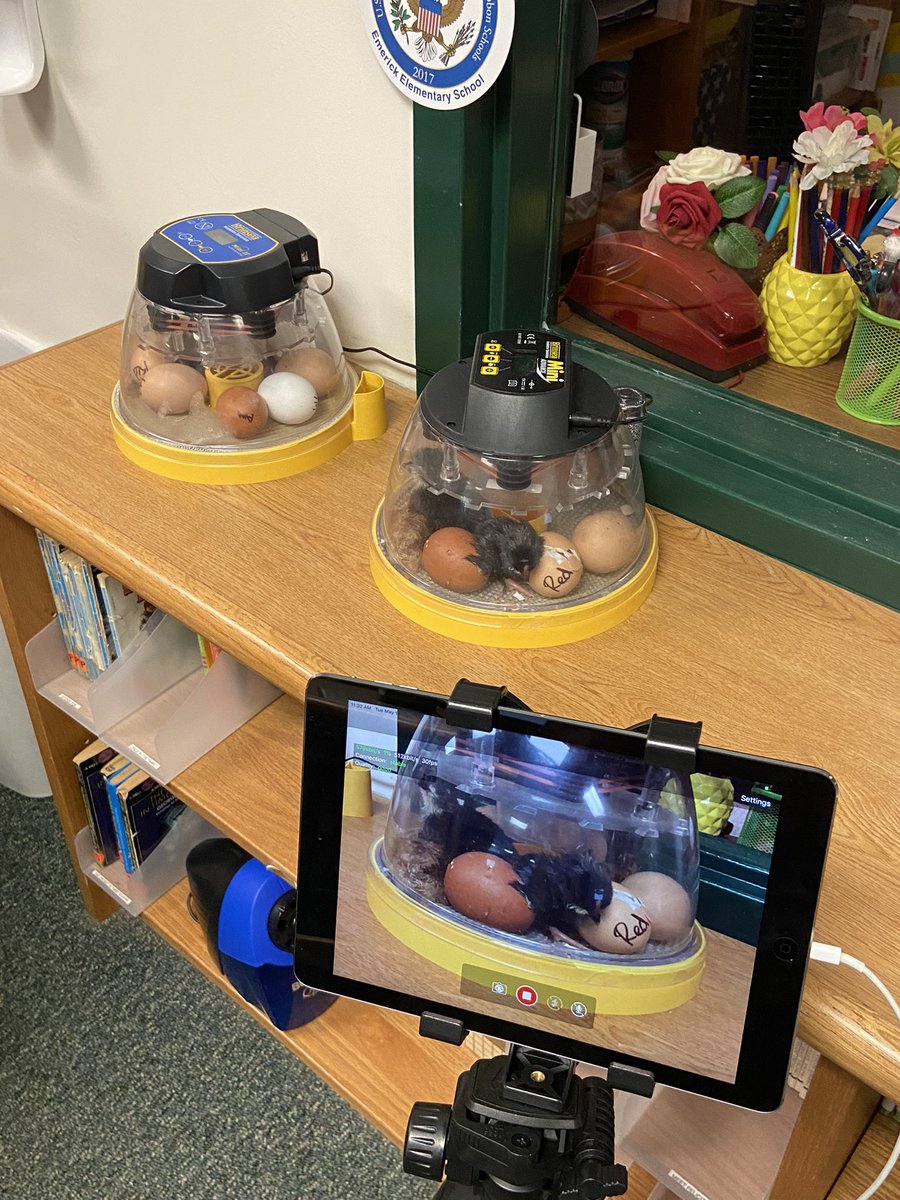 LibraryEmerick's tweet photo. We had some new friends join us today! 8 out of our 14 eggs in the library have already hatched! Others in the school have hatched also! So excited to see what tomorrow brings! ❤️🐣 @HaddockDawn @AllderAllStars @emerickelem1967 https://t.co/fl8vRBrn3l