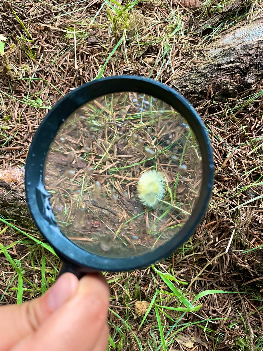 MsAlbertisClass's tweet image. Day 10 #walkingcurriculum challenge: a super rainy “zoom in” walk! - what details do you notice using a magnifying glass that you would not notice with just your eyes?