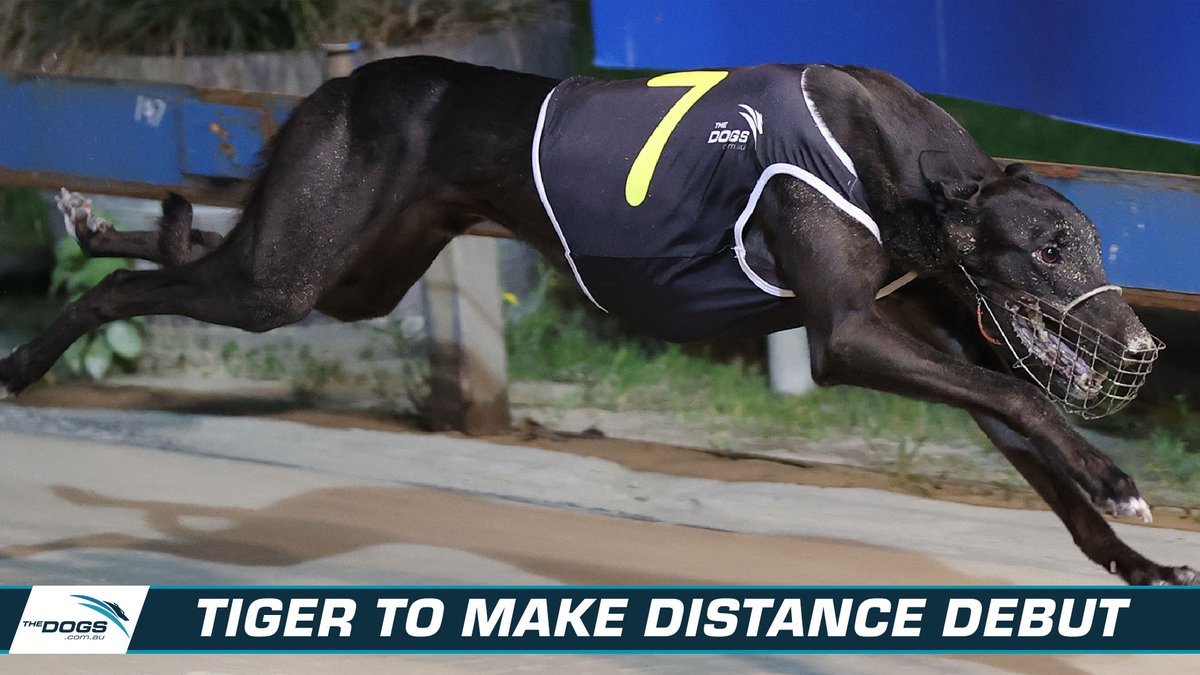 Thedogs_com_au's tweet photo. Tonight's Wentworth Park card doesn't have the glamourous allure of the TAB Million Dollar Chase meeting, but it does mark the keenly anticipated long-distance debut for exciting sprint and middle distance performer Tiger Jack...
Read More: https://t.co/Dl3y0p5Fjo
#thedogs https://t.co/U7aNWBZK2J
