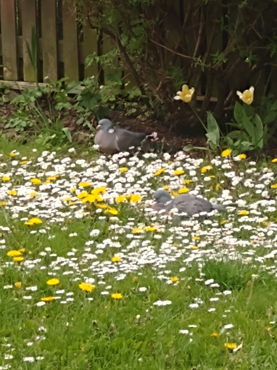 NatureMaurice's tweet photo. Ah to be a wood pigeon gently nestled in a patch of daisies. https://t.co/FCmUHu6c7w