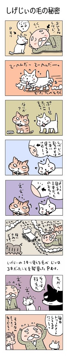 しげじぃの毛の秘密
#こんなん描いてます #自作まんが #漫画 
#猫まんが #4コママンガ #NEKO3 