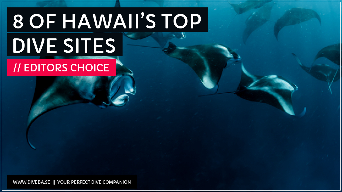 divebaseapp's tweet photo. Todays highlight:
β 8 of Hawaiiβs Top Dive Sites
π² Download the #Divebase App for iOS and Android and discover great dive locations! https://t.co/g2ec46UG8D https://t.co/ETLm6HKb8K