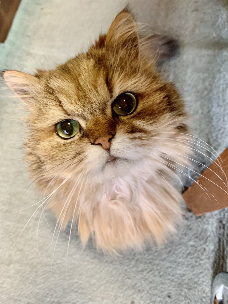 AKIFUTURE's tweet photo. 今日は我が家の😸、まゆちゃん14歳(人間年齢72歳)の誕生日〜🎂
おめでとう〜🎉 https://t.co/vwg8FbKszD