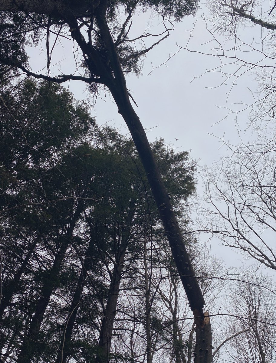 MichiganNFI's tweet photo. The winds came through yesterday and this northern goshawk is having a really bad day. If you zoom in, you can see her in the background yelling at me to get away! https://t.co/quH4xvLrie