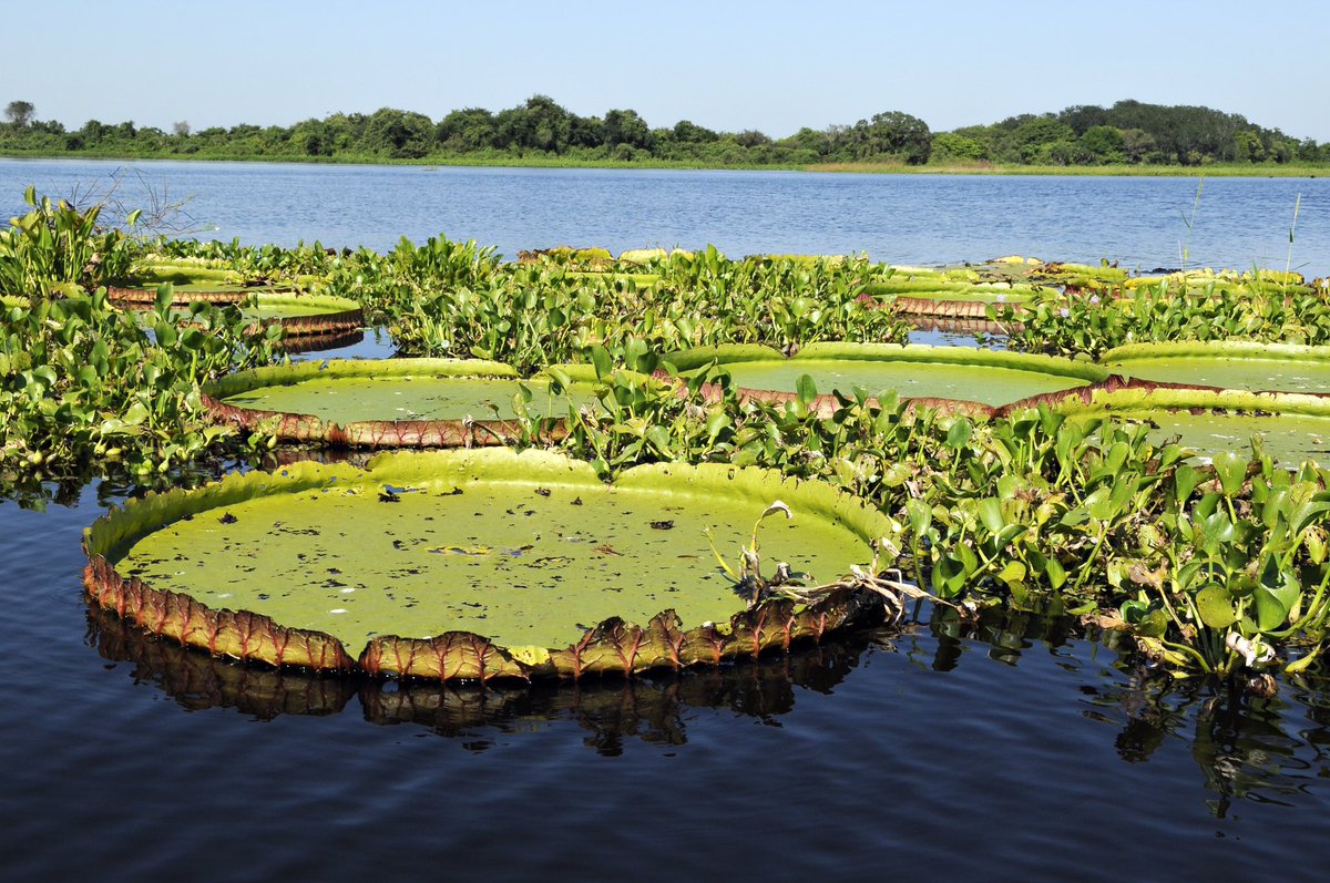 AleenIndia's tweet photo. Paraguay  🇵🇾 comparte con Brasil y Bolivia el Pantanal, que con una extensión de 350 mil kilómetros cuadrados, es el humedal más grande del mundo. Es uno de los ecosistemas más importantes del mundo por la gran biodiversidad de flora y fauna 🐊 
#DescubreElMundoConAVGE https://t.co/DgNVQjeMIx