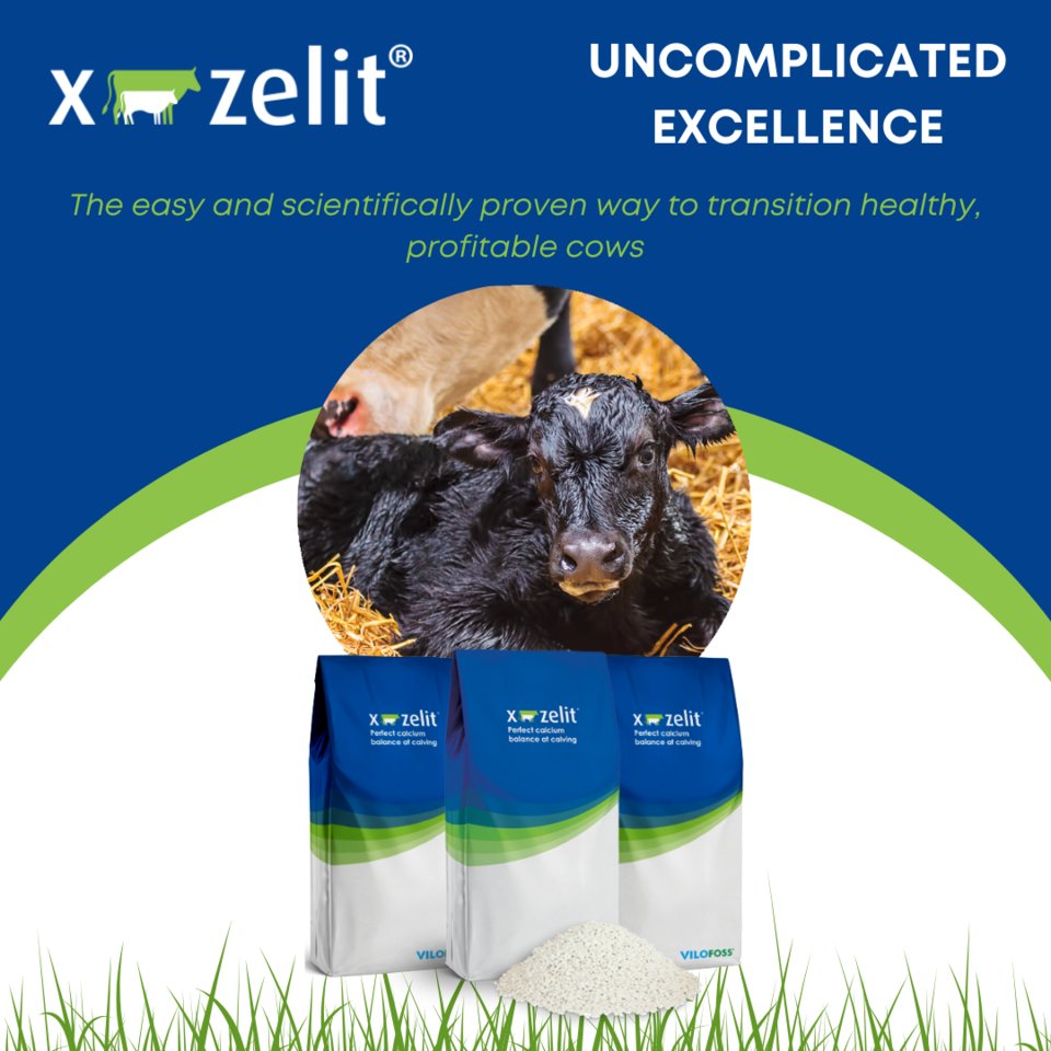 X_Zelit's tweet photo. Why make things complicated?
#easydrycowmanagment #X_Zelit #drycows #transitioncows #uncomplicatedexcellence https://t.co/Geo7C0805J