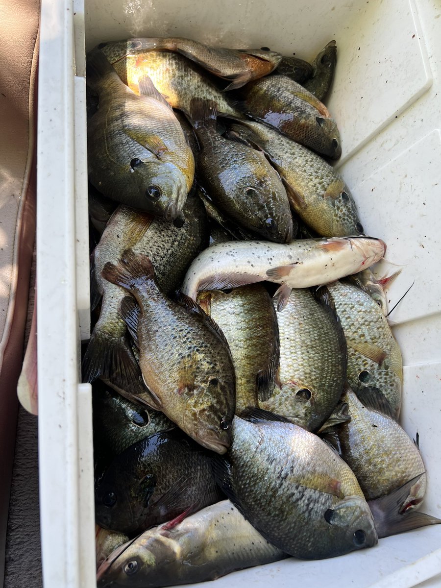 Michael79124923's tweet photo. Went out on the river and catch some fish๐๐ฃ๐ #brim #shellcracker #Catfish #outintheriver #fishing https://t.co/rpGRXPKyc2