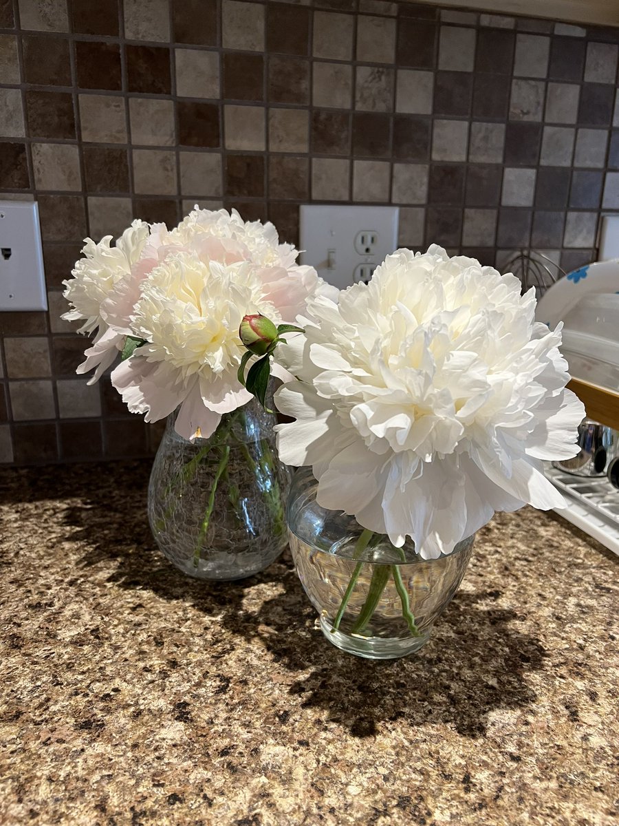 notoriousscd's tweet photo. Round of applause for my peonies, thanks https://t.co/6OFNB4Xm0H