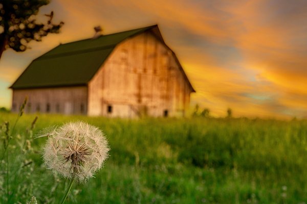 BenFordPhotos's tweet photo. New artwork for sale! - "Make A Dandelion Wish" - https://t.co/NSgKjcBvpq @fineartamerica https://t.co/I25rbvph85