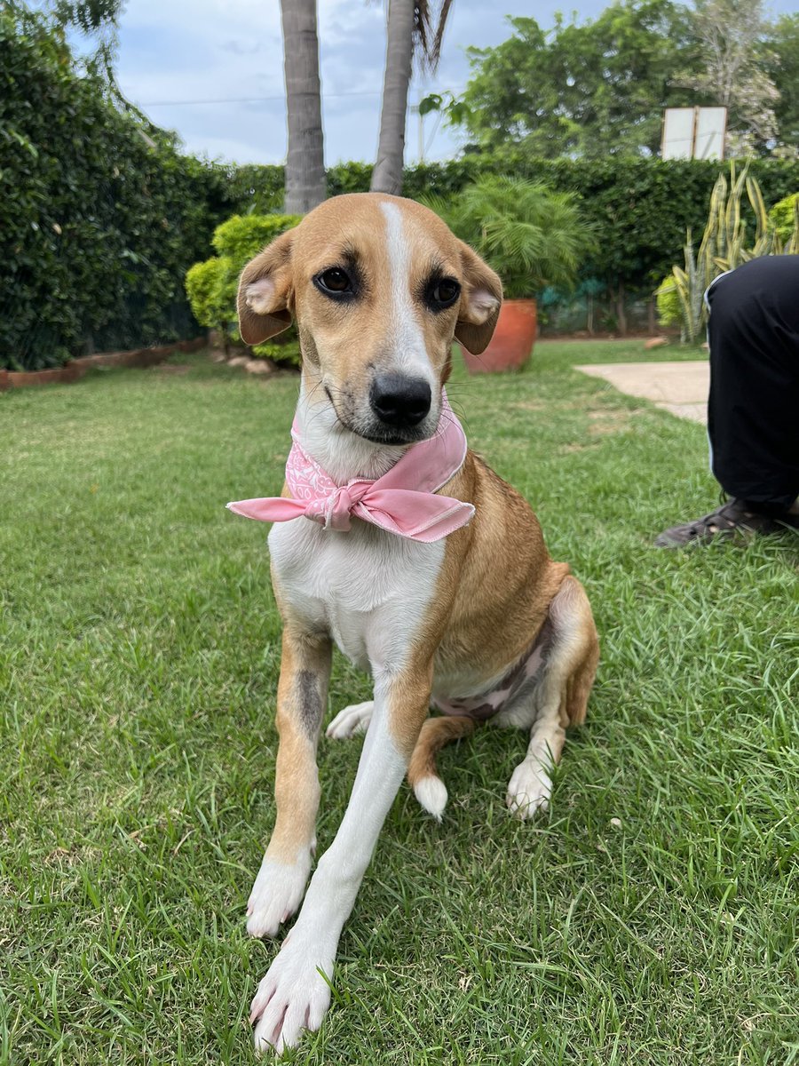 Mariaquiroga123's tweet photo. Esta perra de 6 meses y estas gaticas de 15 días están buscando hogar! 🏡 Se encuentran en La Guajira pero las podemos llevar a donde se encuentren! Si están interesad@s en adoptar por favor escríbanme 😀 O si puedes ayudarme con un retweet te lo agradecería! 💕#adoptaNoCompres https://t.co/vhB0tdQ3Zn