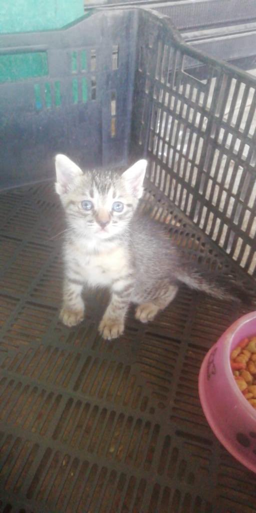 Mariaquiroga123's tweet photo. Esta perra de 6 meses y estas gaticas de 15 días están buscando hogar! 🏡 Se encuentran en La Guajira pero las podemos llevar a donde se encuentren! Si están interesad@s en adoptar por favor escríbanme 😀 O si puedes ayudarme con un retweet te lo agradecería! 💕#adoptaNoCompres https://t.co/vhB0tdQ3Zn