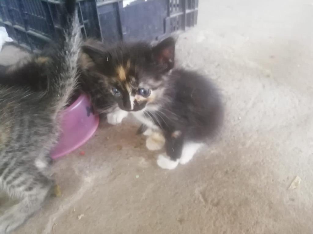 Mariaquiroga123's tweet photo. Esta perra de 6 meses y estas gaticas de 15 días están buscando hogar! 🏡 Se encuentran en La Guajira pero las podemos llevar a donde se encuentren! Si están interesad@s en adoptar por favor escríbanme 😀 O si puedes ayudarme con un retweet te lo agradecería! 💕#adoptaNoCompres https://t.co/vhB0tdQ3Zn