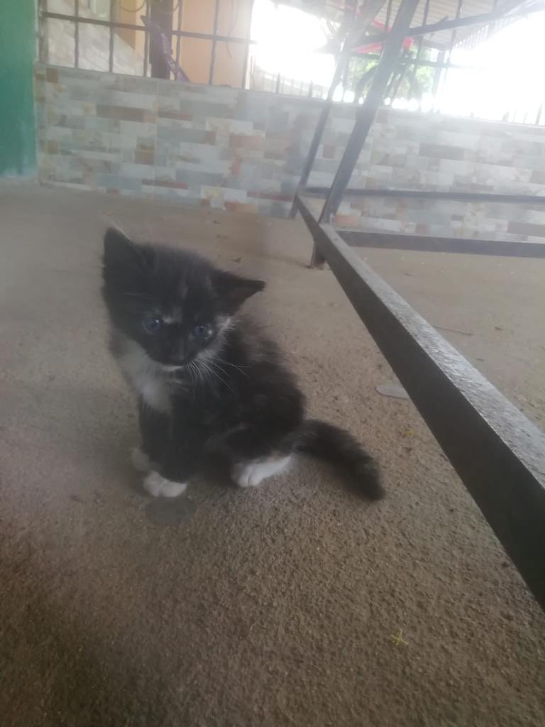 Mariaquiroga123's tweet photo. Esta perra de 6 meses y estas gaticas de 15 días están buscando hogar! 🏡 Se encuentran en La Guajira pero las podemos llevar a donde se encuentren! Si están interesad@s en adoptar por favor escríbanme 😀 O si puedes ayudarme con un retweet te lo agradecería! 💕#adoptaNoCompres https://t.co/vhB0tdQ3Zn