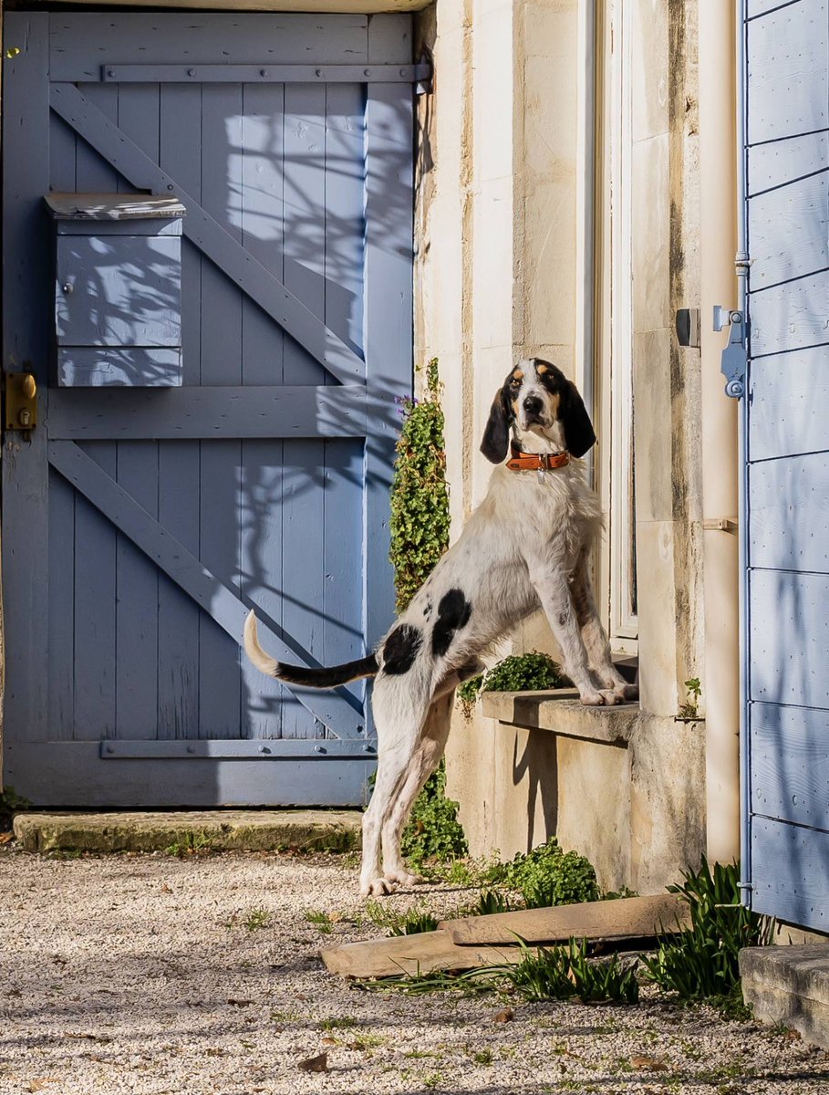 LeosAnimalPlan1's tweet image. This French real estate agency in Marseille has just started working with their local #petrescue to include animals in need of adoption in the photos of his properties. Many 🐶and 😺 have already been adopted! What a great initiative! 💚💙#adoptablepets #adoptdontshop #pets #dogs