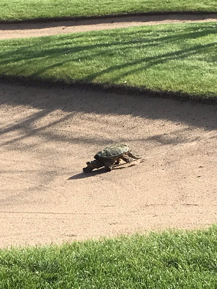 TonkaGirlsGolf's tweet photo. Dev Crew making new friends on the course today!⛳️🐢#TommytheTurtle https://t.co/TyuN9rJbpt