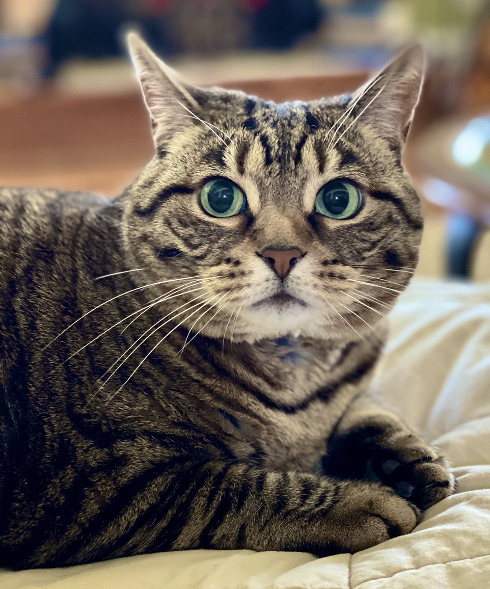 MissyBBBobtail's tweet photo. Where did all of the cat lovers on twitter go? 😿 #CatsOfTwitter https://t.co/0O6dUoZohU