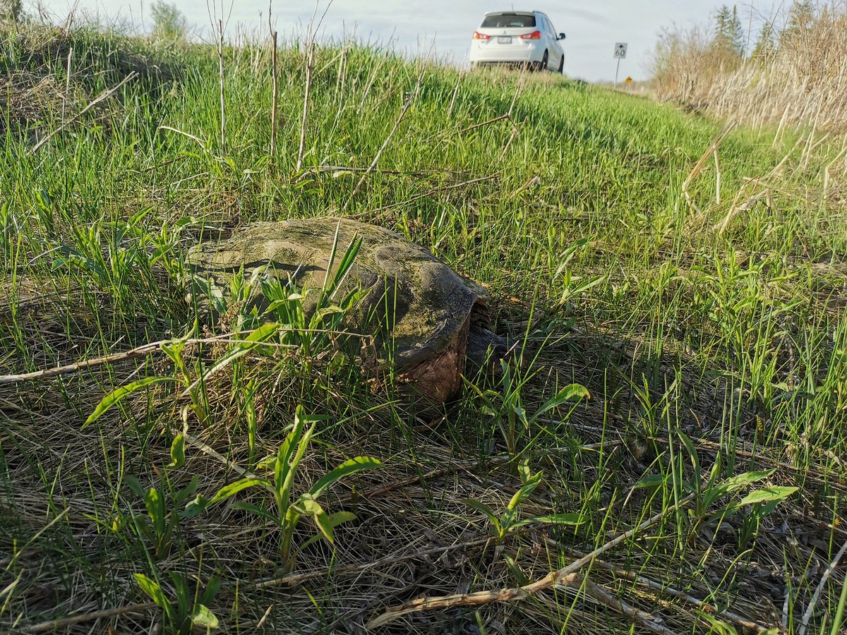 First #turtle of 2022 saved off side of County Rd 24 in <a href="/kawarthalakes/">Kawartha Lakes</a>

Reminder to keep an eye out of the roads this time of the year and have gloves in vehicle.

<a href="/OntarioTurtleCC/">Ontario Turtle Conservation Centre</a> <a href="/TurtleGuardians/">Turtle Guardians</a>
<a href="/kawarthaNOW/">kawarthaNOW.com</a>
<a href="/KawarthaConserv/">KawarthaConservation</a>