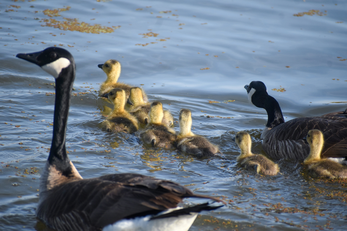 NatomasBasin's tweet photo. "Ok, everyone stay together, and no swimming off on your own!" Cackling geese enjoying the scenery during a family swim.
#cacklinggeese #goose #geese #californiawildlife #habitat #marsh #refuge #coveredspecies #natomasconservancy
https://t.co/oJiC8khhUJ https://t.co/4r9hWAfHid