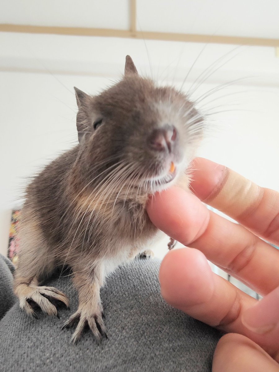degu_potato's tweet image. ご無沙汰しています。
元気にやっています。
お迎えしてそろそろ4歳　今も走り回ってますが、歳を増すごとに段々茶色になってきました。
今日も撫でると満足気な表情です。