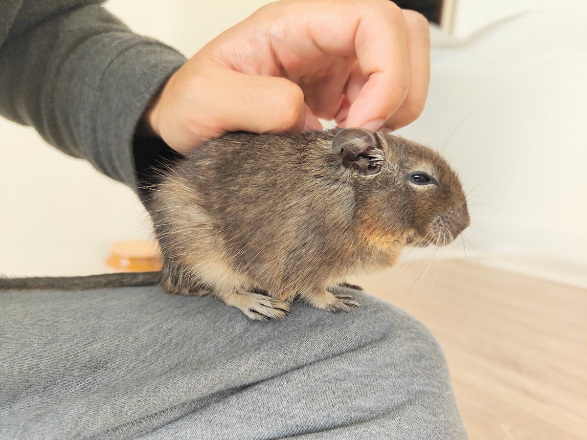 degu_potato's tweet image. ご無沙汰しています。
元気にやっています。
お迎えしてそろそろ4歳　今も走り回ってますが、歳を増すごとに段々茶色になってきました。
今日も撫でると満足気な表情です。