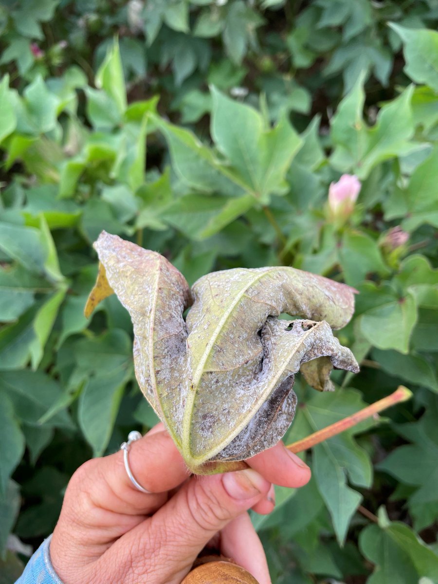 CottonInfo tweet media