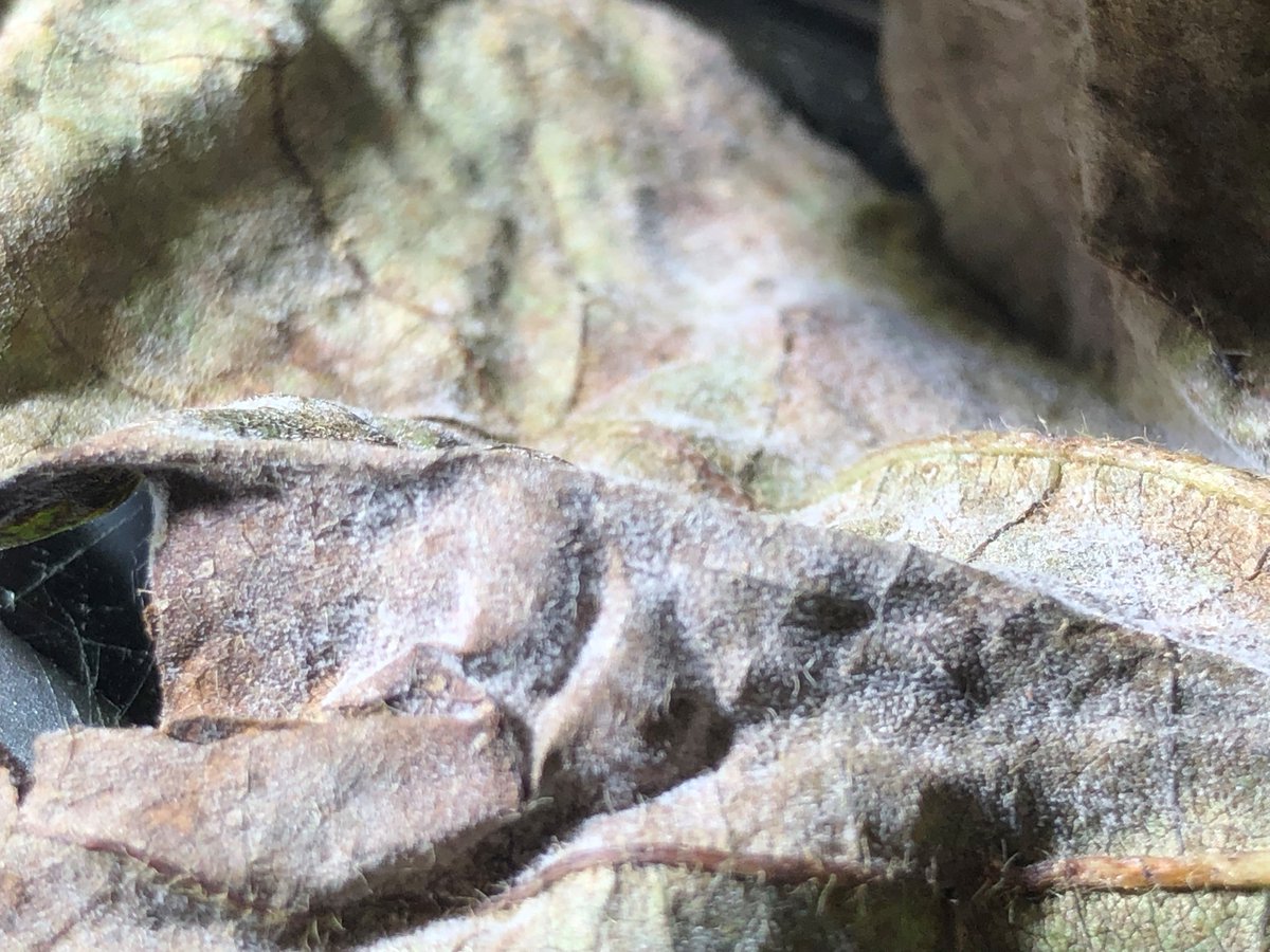 Northern Australia cotton growers are encouraged to monitor and report any unusual symptoms in their crops, following the confirmation of grey mildew disease. 

If you see anything unusual on your farm, call the Exotic Plant Pest Hotline: 1800 084 881.

cottoninfo.com.au/publications/g…